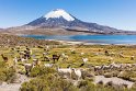 036 Lauca NP